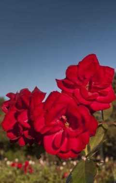 foto viaje Flora